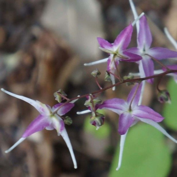 Epimedium Grandiflorum \